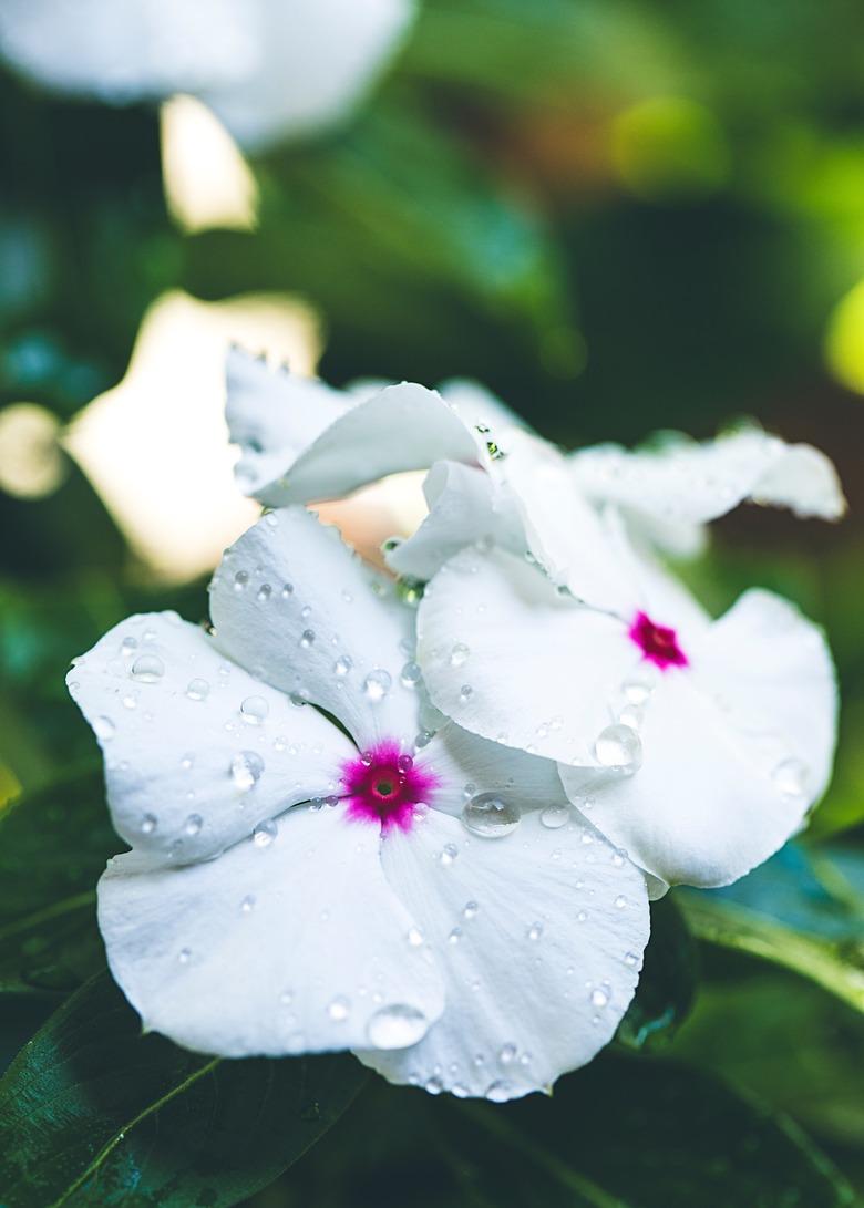 Orchids in the morning dew.