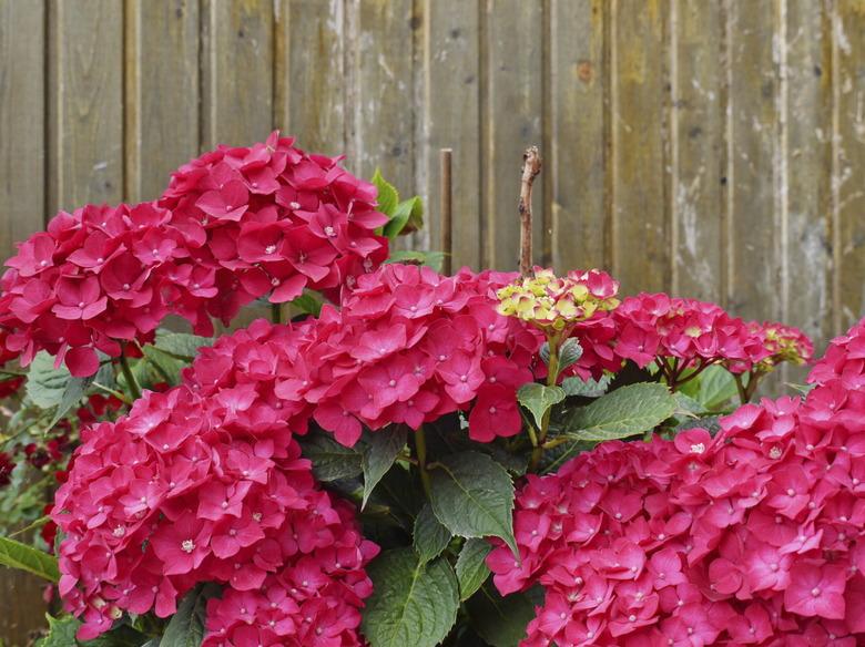 red hydrangea