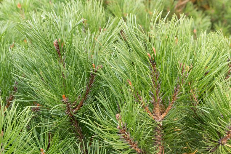 Mountain pine branches, close-up.