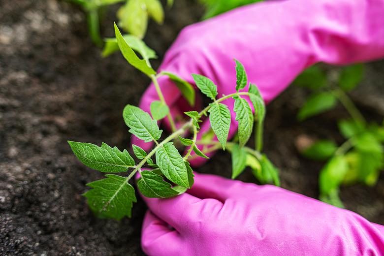 Tending young plants in a garden.