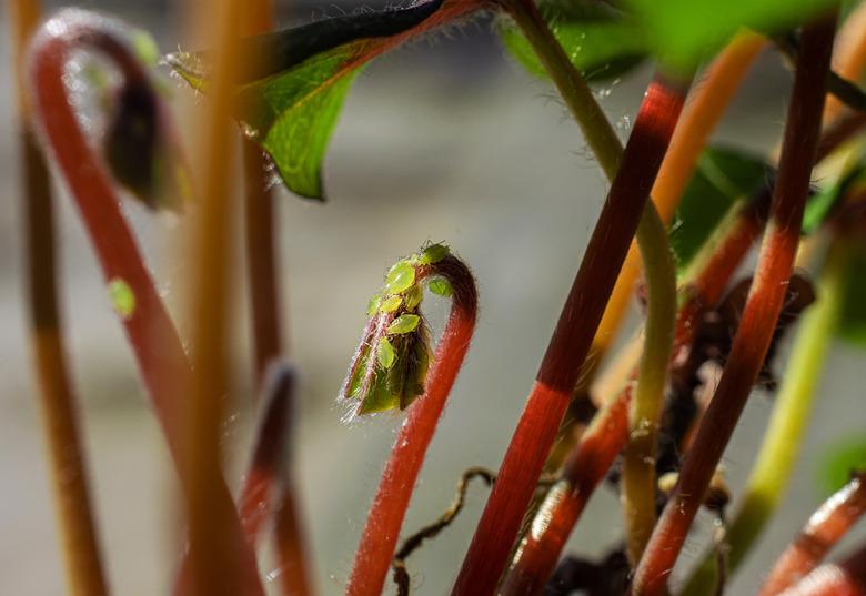 Aphids hiding between leaves of a houseplant on a younger shoots.