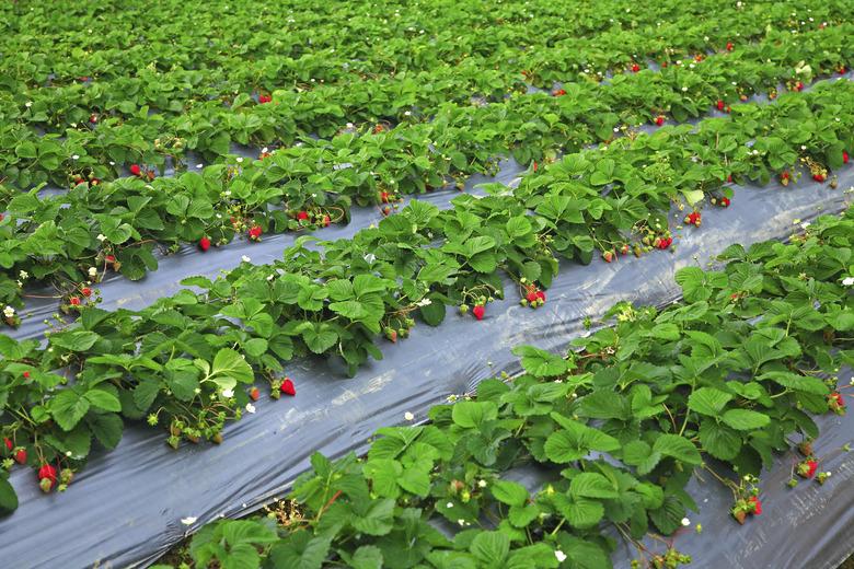 Strawberry Field