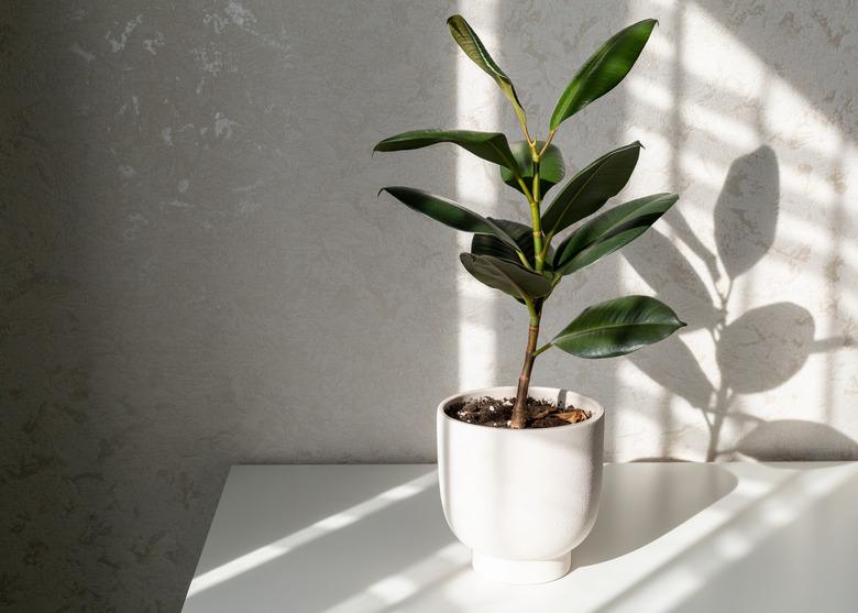 Ficus elastica (rubber tree) in the home interior.