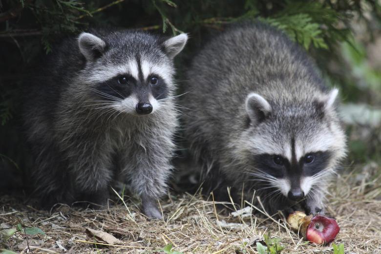 Wild raccoons.