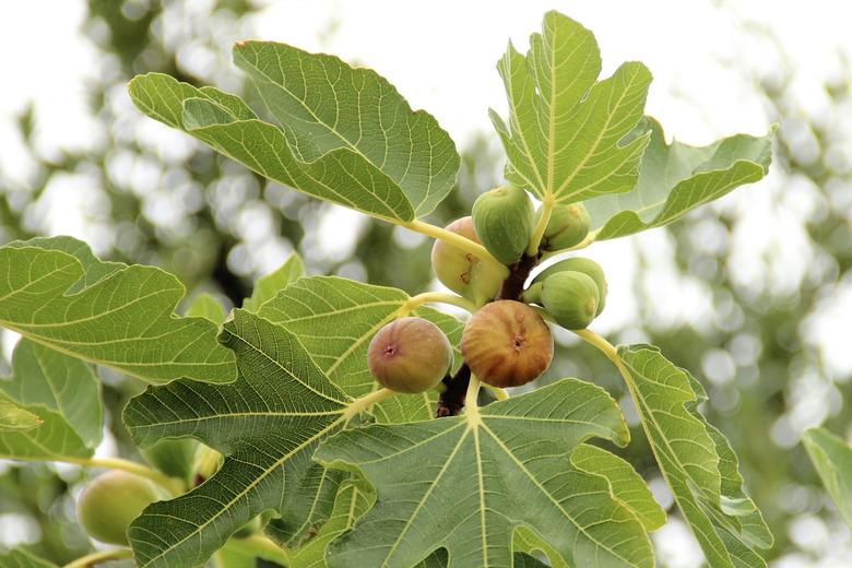 Figs hanging from a tree