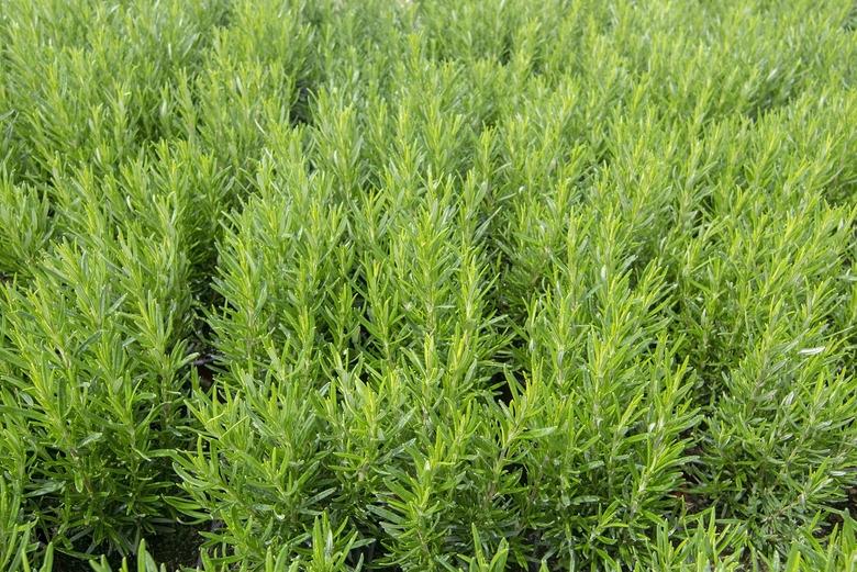 Beautiful rosemary herbs full frame