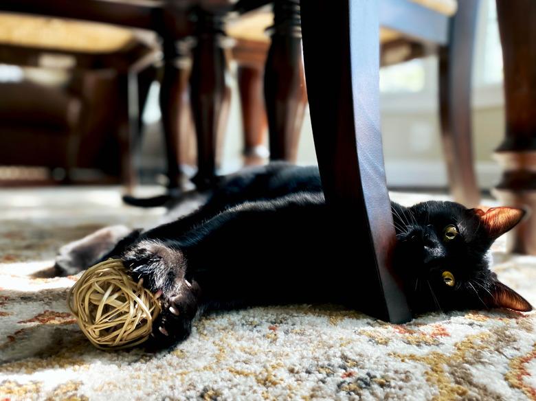 Cat playing with toy.