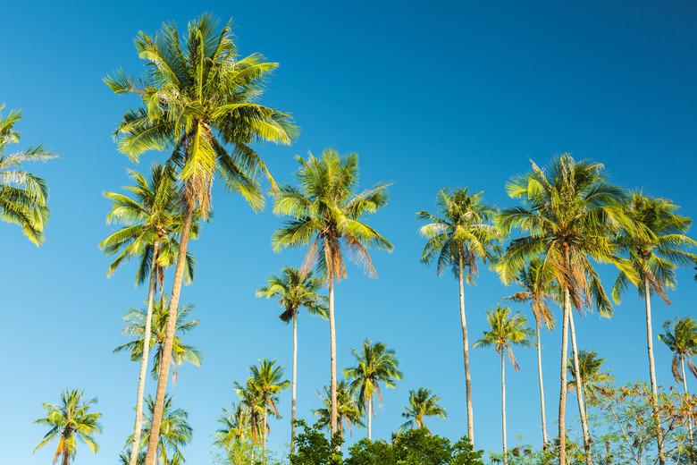 Beautiful coconut palm tree on blue sky