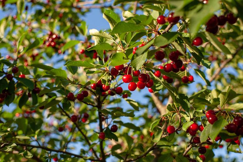 Cherries in the orchard