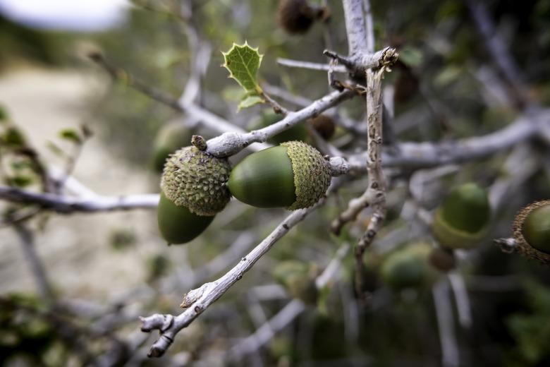 Acorns on a tree