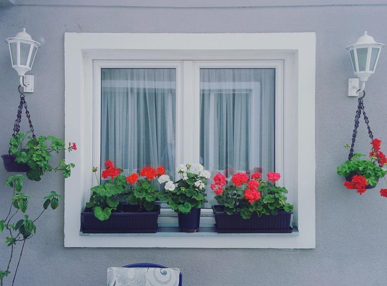 Flowers Growing On Window Sill