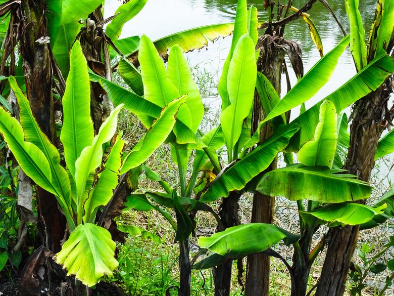 Banana tree