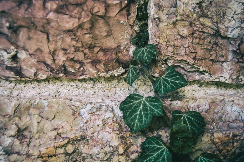 twig of hedera helix climbing