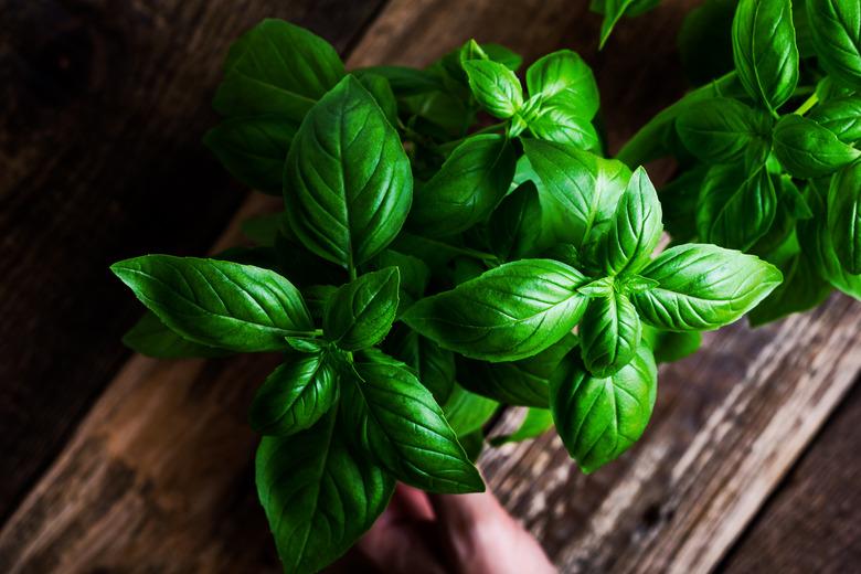 Plant care, hobbies. Fresh homegrown basil herbs in flower pot