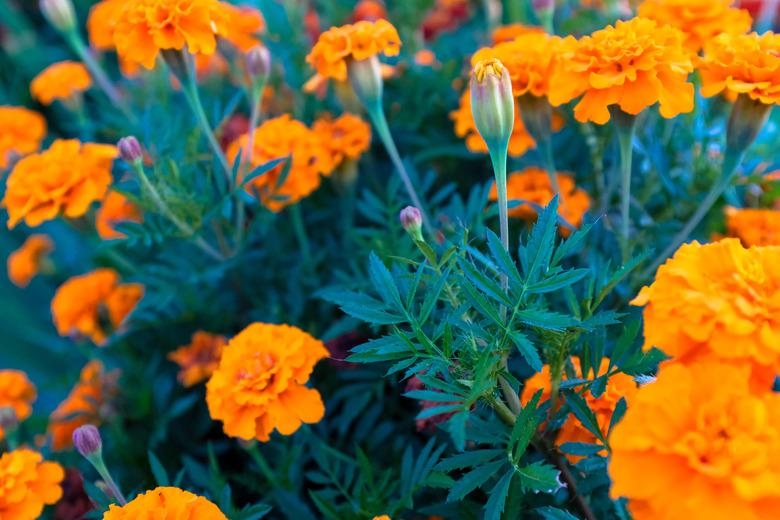 Orange tagetes flowers, closeup.