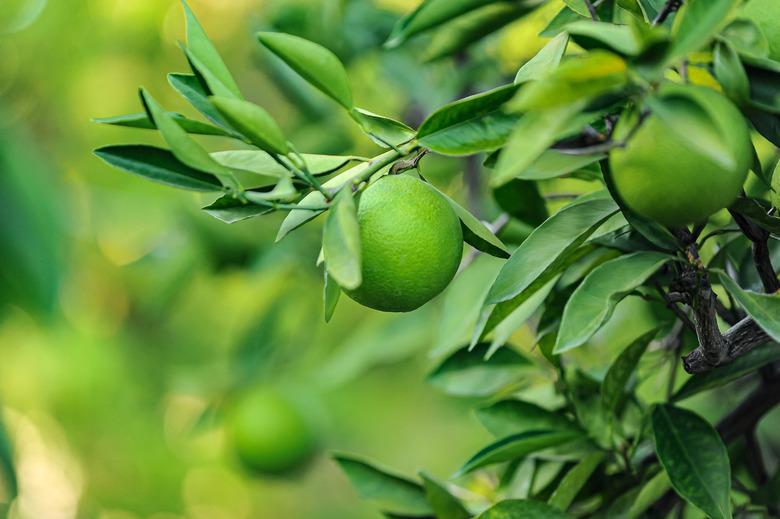 Growing limes.