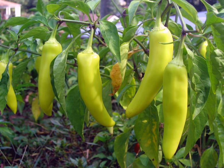 banana peppers