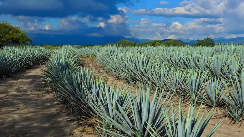 Curved agave lines.