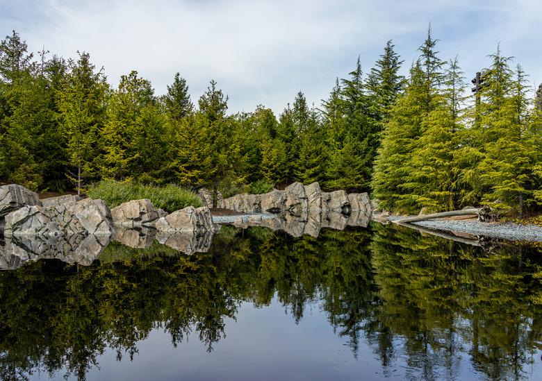 Tree at the lake