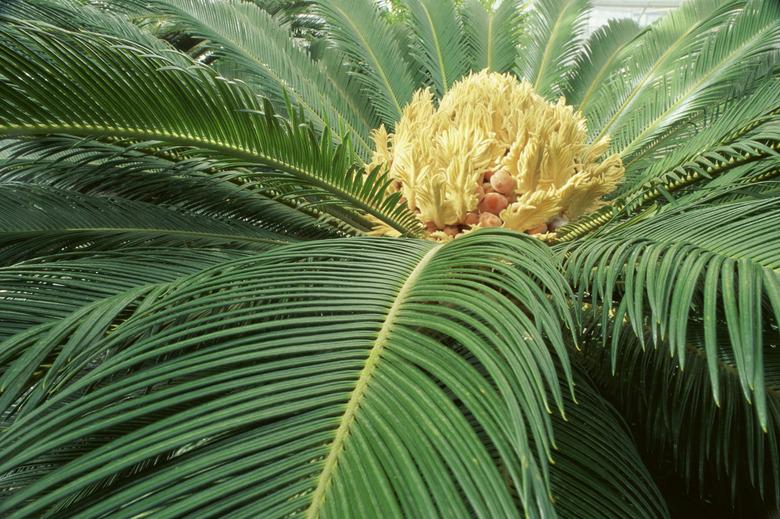 Close-up of Sago Palm