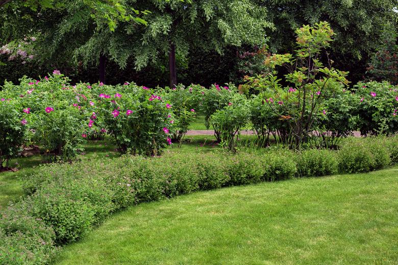 green turf grass by spring backyard with blossoms flower bed and trees, natural eco friendly background on theme of gardening and parks landscape with copy space.