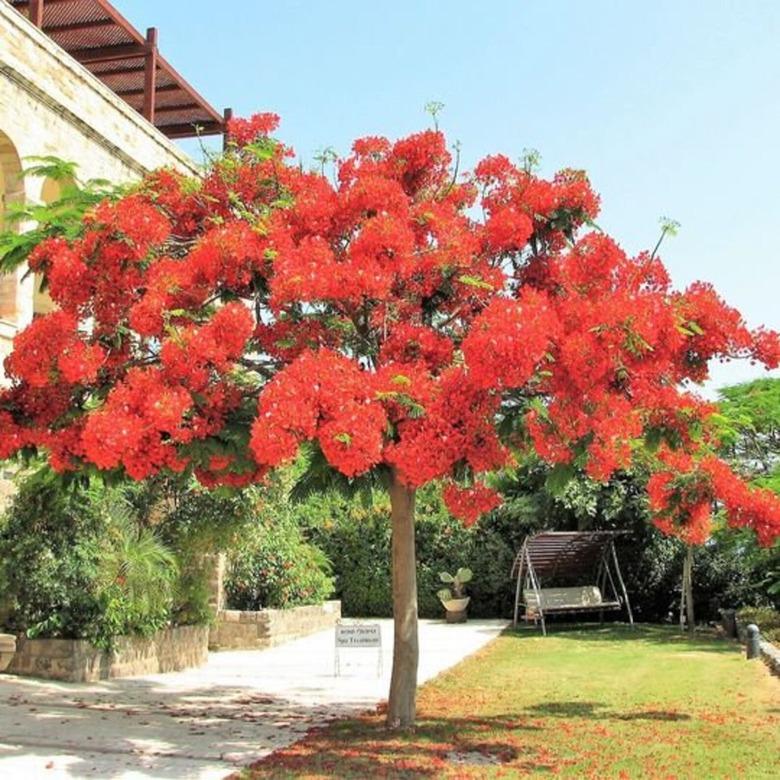 A royal poinciana in a backyard