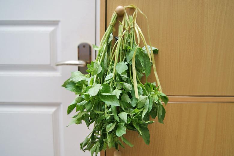 Bundle of basil drying.