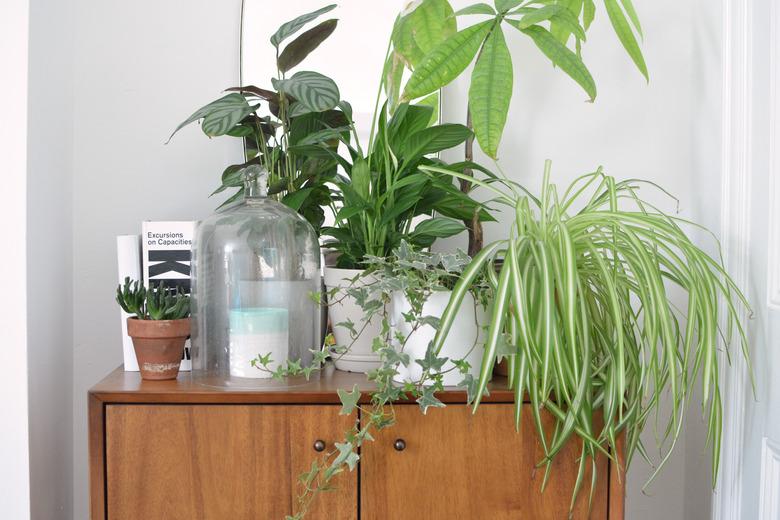 How to Style Plants