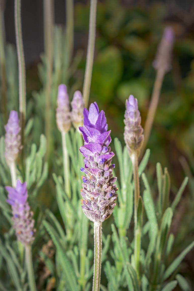 Honey bee feeding on a Purple lavender flower (Lavandula x intermedia), South Africa