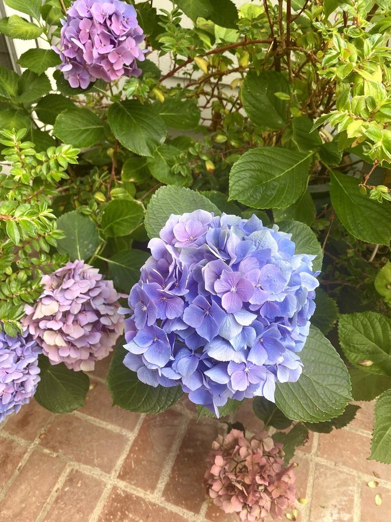 Hydrangeas