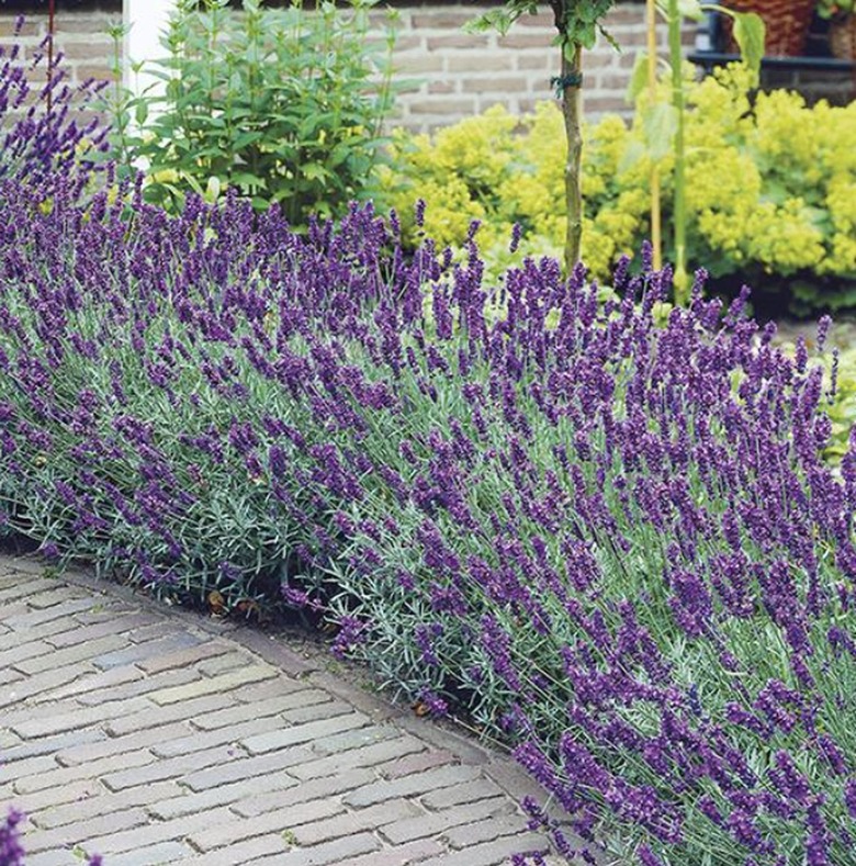 English lavender