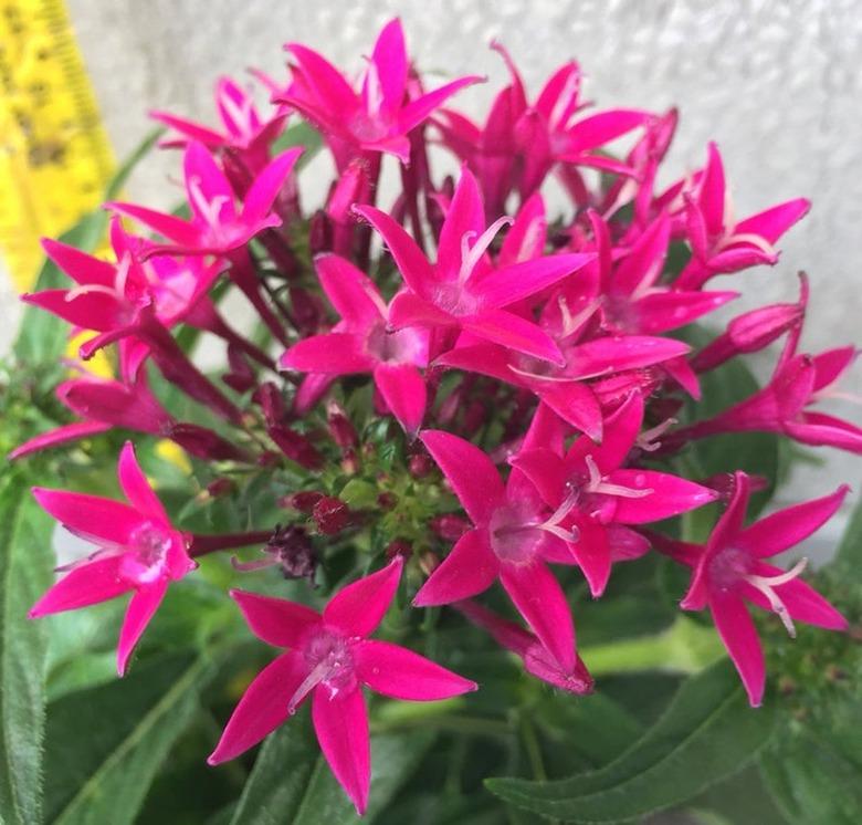 pentas patio plant