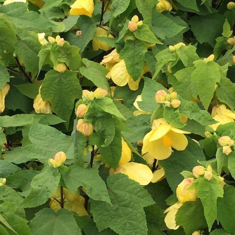 yellow flowering maple