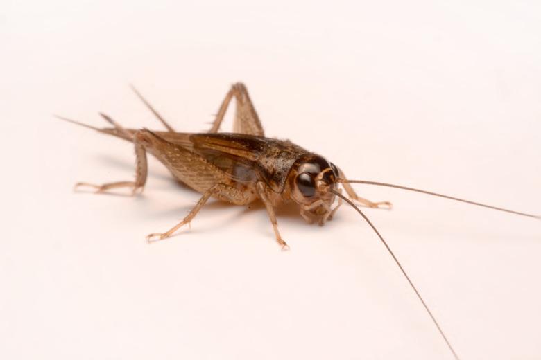 A Gryllidae ,Orthoptera isolated on white background