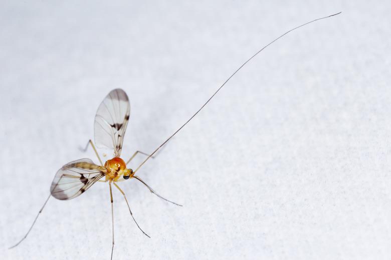 The Keroplatidae are a family of small flies known as fungus gnats. Fly characterized by very long antenas. An insect attracted to the light poses on the curtain.