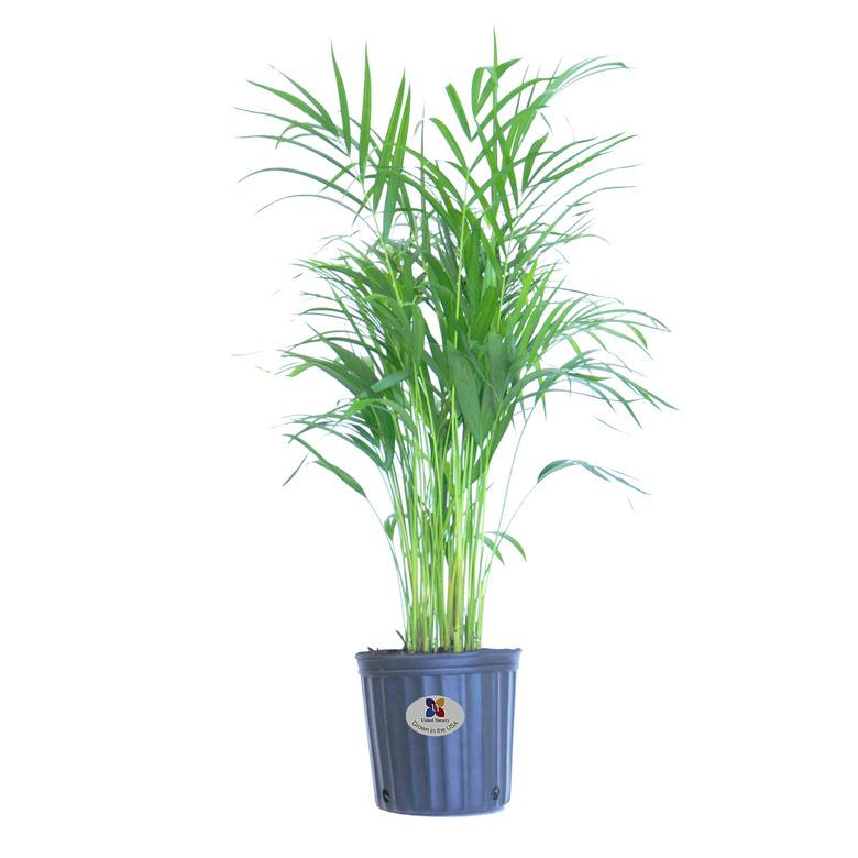 Areca Palm Plant