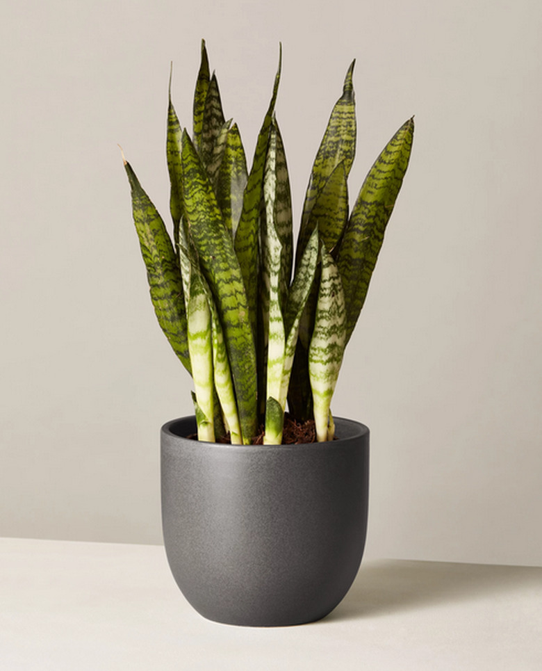 Sansevieria trifasciata, snake plant in black pot