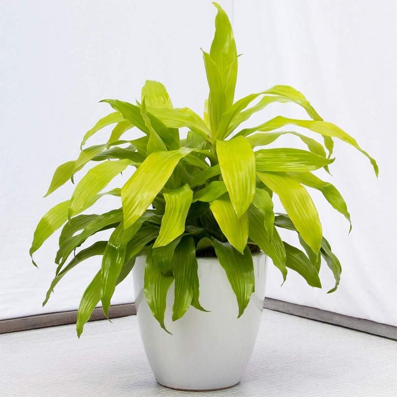 'Limelight' Dracaena plant