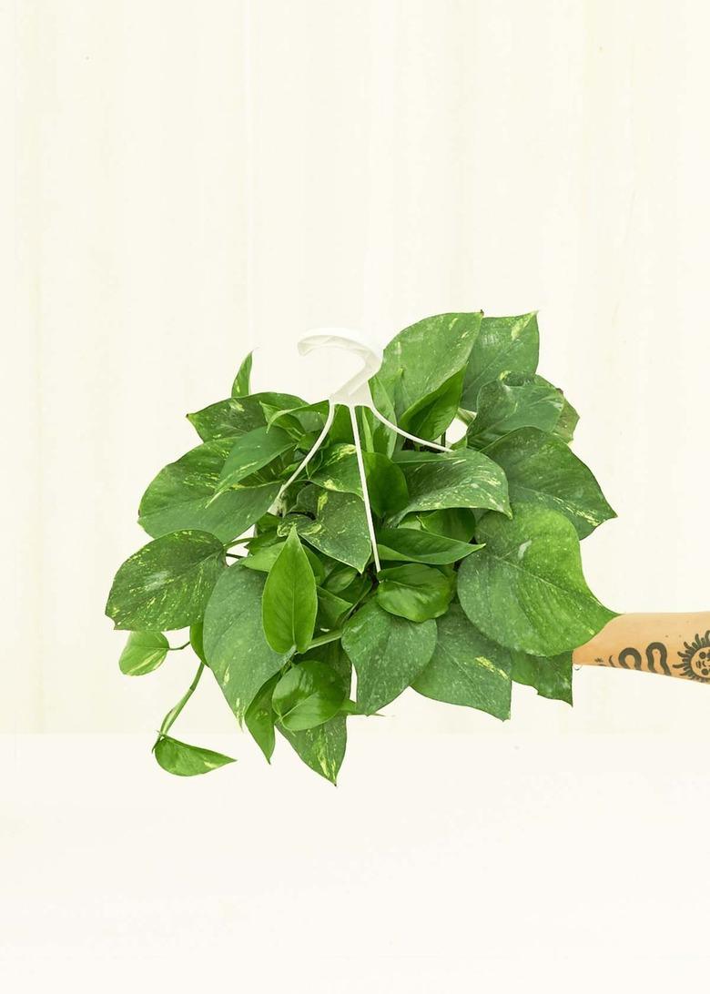 Golden Pothos