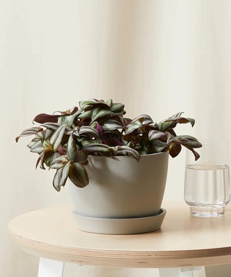 Wandering Jew plant