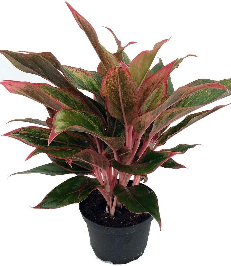 Chinese Evergreen