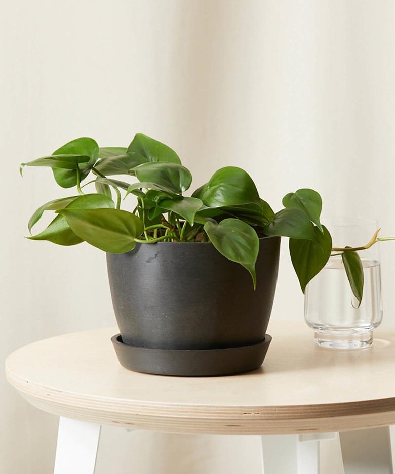 Heartleaf Philodendron