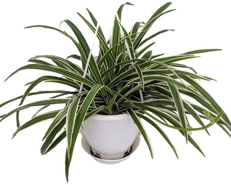 Spider Plant