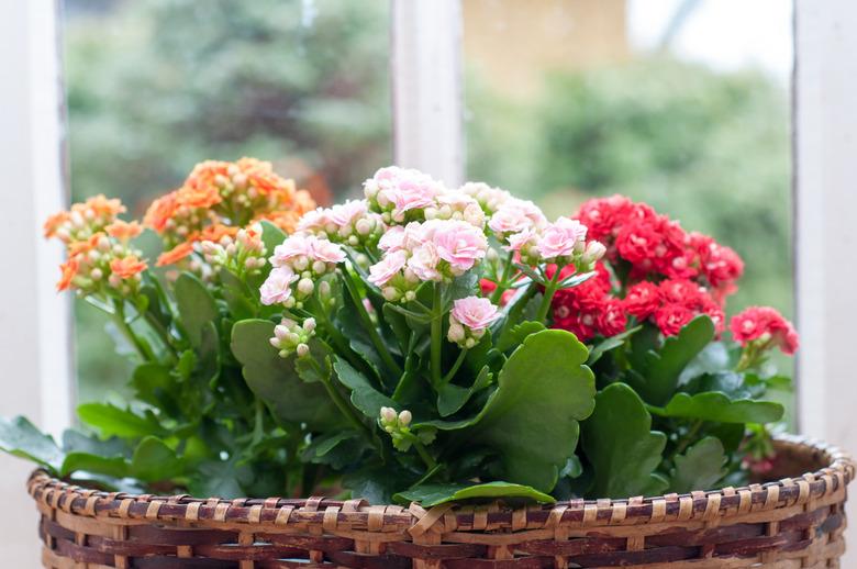 Kalanchoe Calandiva flowers on windowsill.