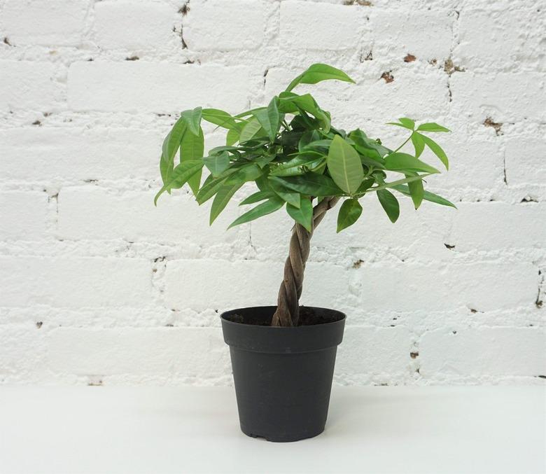 feng shui money tree plant