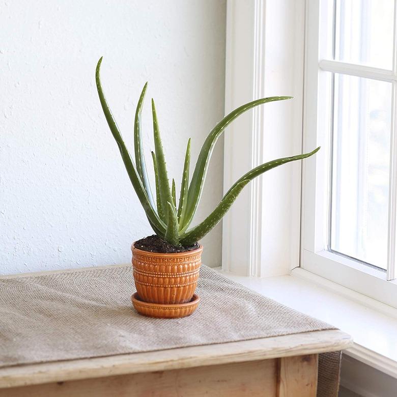 Aloe Vera plant in rust colored ceramic planter