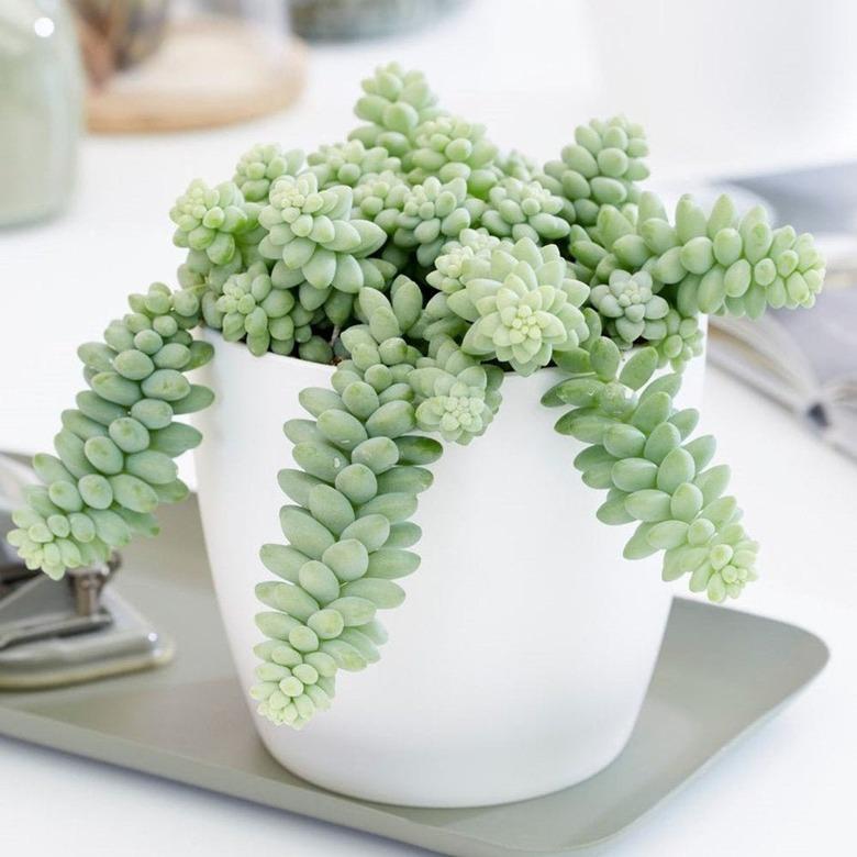 Donkey's Tail succulent