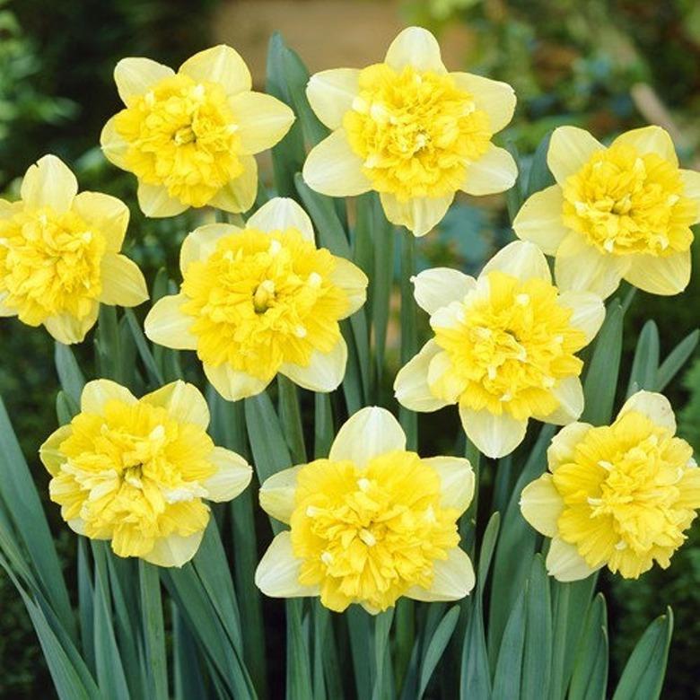 Narcissus 'Full House' Daffodils