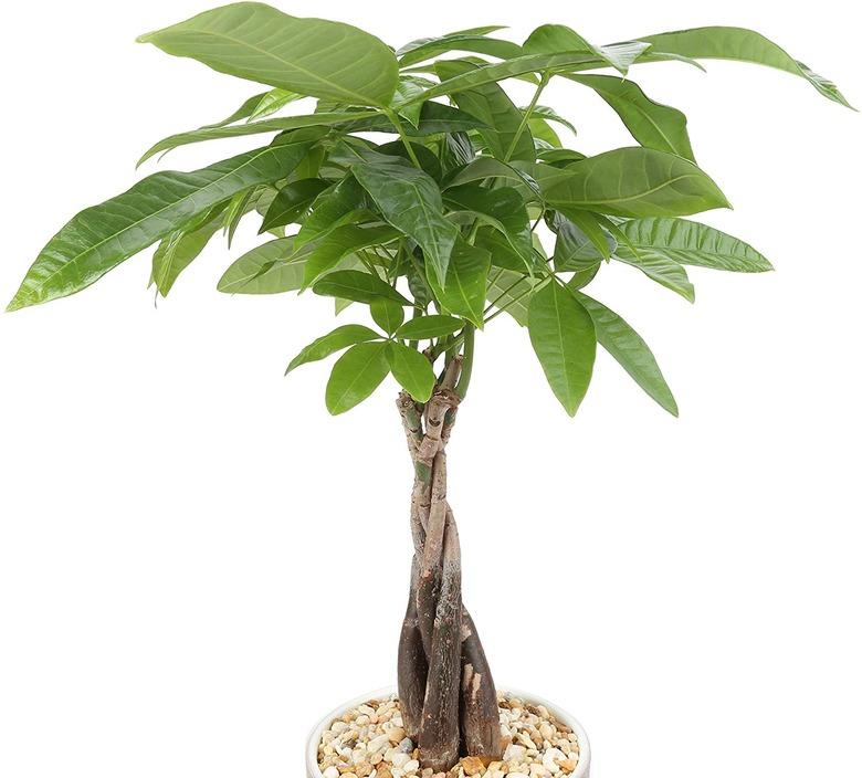 Money Tree Plant