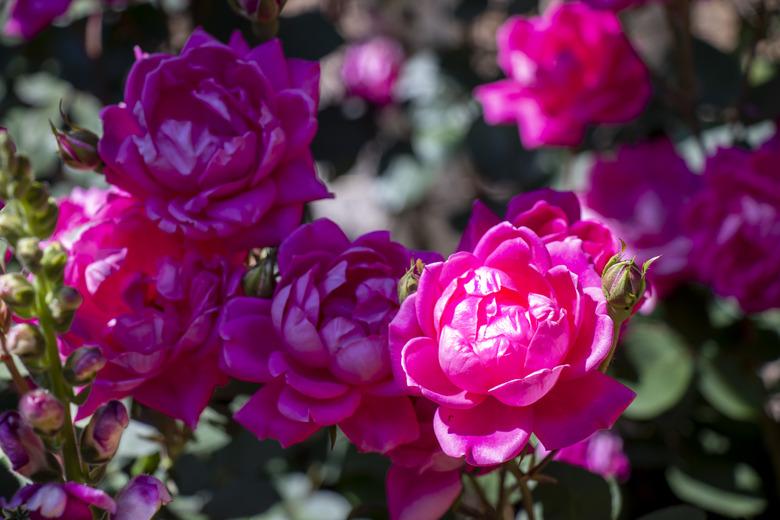 Close-up of a cluster of double red Knock-Out roses in dappled sunlight.